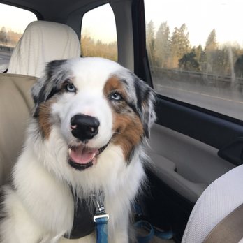 Willowbrook Veterinary Hospital - Veterinarians Near Me - Tigard, Oregon
