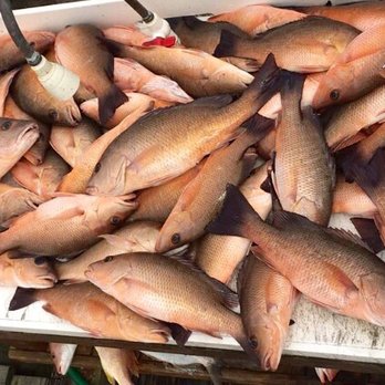 Short Drift Charters - Mangrove Snapper - Fishing Near Me - Boca Grande, Florida