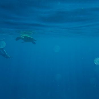 Maui Magic Snorkel - Snorkeling Near Me - Maalaea, Hawaii