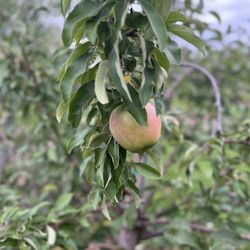 Rogers Family Orchards