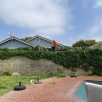 FR Tree Service - The employee was removing the stumps - Tree Services Near Me - Fontana, California FR Tree Service - The employee was removing the stumps - Tree Services Near Me - Fontana, California