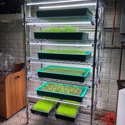 Greener Pastures Market - Grown in house