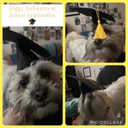 Canine Engineering