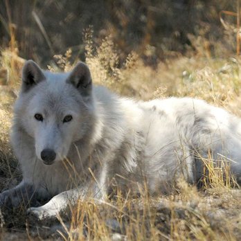 Wolf Haven International - Gray wolf London bathed in shadows during the eclipse. - Educational Services Near Me - Tenino, Washington Wolf Haven International - Gray wolf London bathed in shadows during the eclipse. - Educational Services Near Me - Tenino, Washington