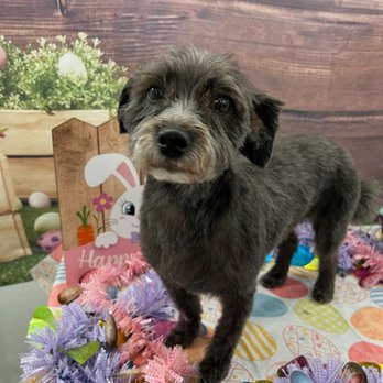 Happy Hound - Happy Hound sent me an Easter themed photo of my little terror-schnauzer mix to let me know she was ready for pick up. - Pet Groomers Near Me - Oxnard, California Happy Hound - Happy Hound sent me an Easter themed photo of my little terror-schnauzer mix to let me know she was ready for pick up. - Pet Groomers Near Me - Oxnard, California