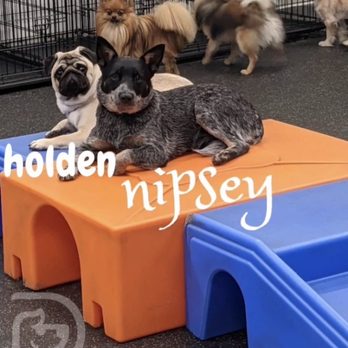 Dogtopia of Dublin - Puppy photo of the world famous Neighborhood Nipsey, chillin with her homies at Dogtopia, Dublin. - Pet Boarding Near Me - Dublin, California