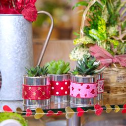 Plumeria Botanical Boutique - Plants are the perfect Valentine's Day gift for the indoor plant lover in your life.