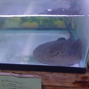Gerber's Tropical Fish - Motorola sting ray - Local Fish Stores Near Me - Dayton, Ohio Gerber's Tropical Fish - Motorola sting ray - Local Fish Stores Near Me - Dayton, Ohio