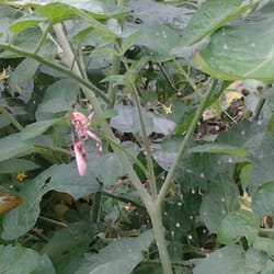 OB Farm - Morning web covered in dew, catch all my dreams that they may come true.