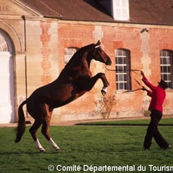 Haras Du Pin