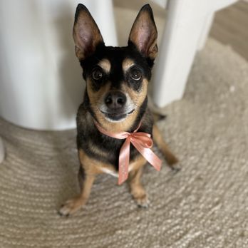 Dream Pet Grooming  - Pet Groomers Near Me - Irvine, California