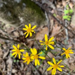 Mayo River State Park - Wildflower - Mayo River State Park