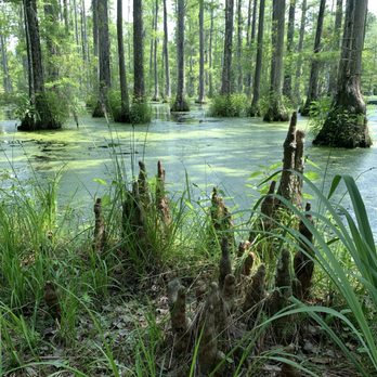 Cypress Gardens - Parks Near Me - Moncks Corner, South Carolina