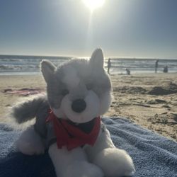 Star Tulip Stuffies House of Fine Stuffed Animals - Husky Douglas at the beach