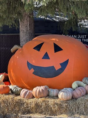 The Famous Tomato by null