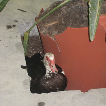 7-Eleven - a black and white duck in a terrarium - Convenience Stores Near Me - Naples, Florida 7-Eleven - a black and white duck in a terrarium - Convenience Stores Near Me - Naples, Florida