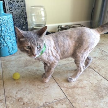 Paw House - Spidey's summer cut from Paw House. - Pet Groomers Near Me - Cypress, California Paw House - Spidey's summer cut from Paw House. - Pet Groomers Near Me - Cypress, California