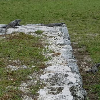 Zona Arqueológica El Rey - 3 residents on the lookout - Landmarks & Historical Buildings Near Me - Cancún, ROO Zona Arqueológica El Rey - 3 residents on the lookout - Landmarks & Historical Buildings Near Me - Cancún, ROO