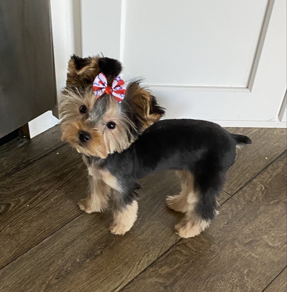 BREE’S PET GROOMING Updated October 2024 12 Reviews 433 39th St, Ogden, Utah Pet