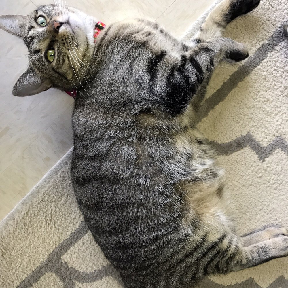 Catnip Cat Cafe - Gorgeous Yoga (newbie!) - Pet Adoption Near Me - Norfolk, Virginia Catnip Cat Cafe - Gorgeous Yoga (newbie!) - Pet Adoption Near Me - Norfolk, Virginia