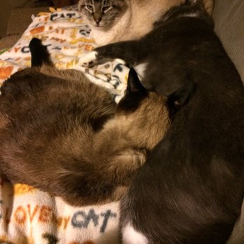 Rainbow Bridge Vet Services - Elsa nestled with her snuggle buddies, Grey and Maki, the day before Dr. Smith helped her cross the Rainbow Bridge. - Veterinarians Near Me Rainbow Bridge Vet Services - Elsa nestled with her snuggle buddies, Grey and Maki, the day before Dr. Smith helped her cross the Rainbow Bridge. - Veterinarians Near Me