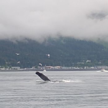 Inn and Out Charters - Humpback whale - Boating Near Me - Seward, Alaska Inn and Out Charters - Humpback whale - Boating Near Me - Seward, Alaska