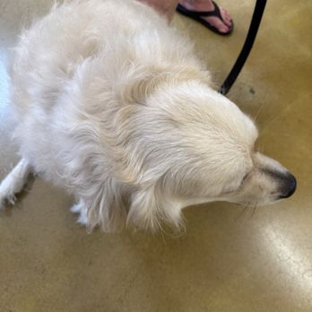 PetSmart - Pet Training Near Me - Burbank, Illinois