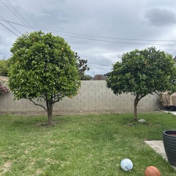 Orange County Tree Services - After - Tree Services Near Me Orange County Tree Services - After - Tree Services Near Me