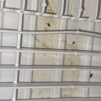 Medallion Property Management - Mice droppings and mice urine in my dish rack - Property Management Near Me - Chicago, Illinois Medallion Property Management - Mice droppings and mice urine in my dish rack - Property Management Near Me - Chicago, Illinois