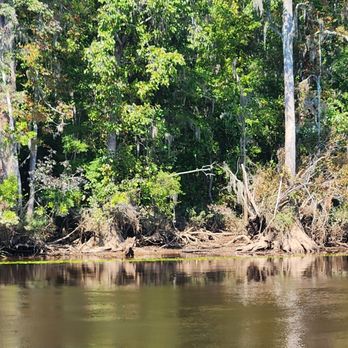 Cape Fear Riverboats - Ancient cypress trees. - Boat Charters Near Me - Wilmington, North Carolina Cape Fear Riverboats - Ancient cypress trees. - Boat Charters Near Me - Wilmington, North Carolina