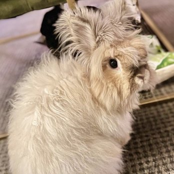 Baker Bristol Pet Hospital - 7-year old Harlow - Veterinarians Near Me - Costa Mesa, California Baker Bristol Pet Hospital - 7-year old Harlow - Veterinarians Near Me - Costa Mesa, California