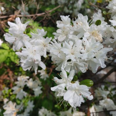 Marian Coffin Gardens at Gibraltar by null