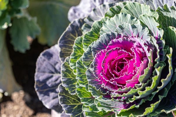 Coastal Maine Botanical Gardens by null