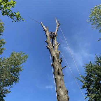 Elite Tree And Land Management - Whole tree about to come down - Lawn Services Near Me Elite Tree And Land Management - Whole tree about to come down - Lawn Services Near Me