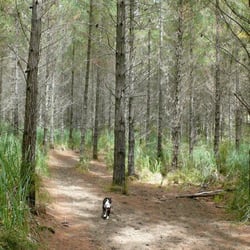 Woodhill Forest
