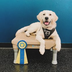 Savoir Faire Dog Training - Medic the Golden Retriever after passing the AKC S.T.A.R. Puppy test!