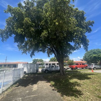 Sam’s Tree Service - Before contacting the Tree Service  over grown - Tree Services Near Me - Miami, Florida
