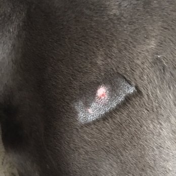 Bone Sweet Bone - Another cut from dog attack - Pet Groomers Near Me - Studio City, California