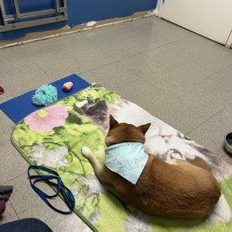 Exam room, it says they are "under construction" my dog was comfortable Exam room, it says they are "under construction" my dog was comfortable