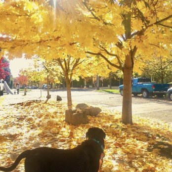 Petworks Seattle - Dog Walkers Near Me