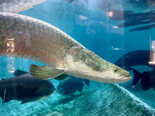 Shiraike Jigoku by null