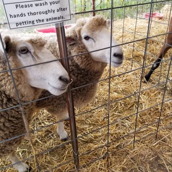 EZ Orchards Farm Market - Sheep to pet - Fruits & Veggies Near Me - Salem, Oregon EZ Orchards Farm Market - Sheep to pet - Fruits & Veggies Near Me - Salem, Oregon