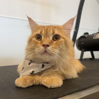Paws on Main - Pet Groomers Near Me Paws on Main - Pet Groomers Near Me