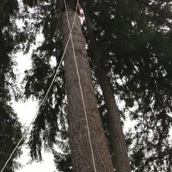 Bid Low Tree & Stump Service - HIGHLY RECOMMENDED TREE SERVICE! - Tree Services Near Me - Yelm, Washington