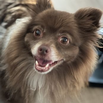 Bow Wow Pet Salon - Bear - Pet Groomers Near Me - Tampa, Florida Bow Wow Pet Salon - Bear - Pet Groomers Near Me - Tampa, Florida