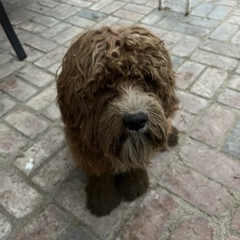 Go Go Spa - What were you thinking buddy? - Pet Groomers Near Me - Rosemead, California