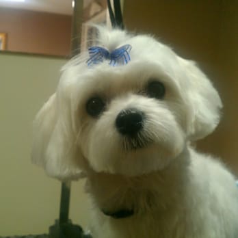 Absolutely Paws-itive - Kixie looking cute in her BLUE bow! - Pet Groomers Near Me - Lexington, Kentucky