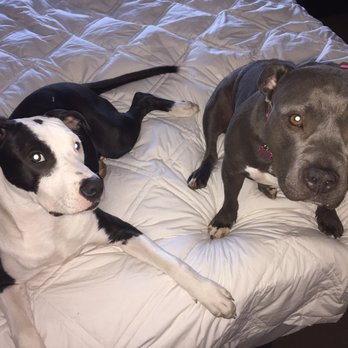 Bark N' Bubbles - Clean pups!! - Pet Groomers Near Me - Leesburg, Virginia