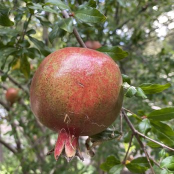 Ramsey Canyon Inn B & B - Pomegranate ripening soon - Bed & Breakfast Near Me - Hereford, Arizona Ramsey Canyon Inn B & B - Pomegranate ripening soon - Bed & Breakfast Near Me - Hereford, Arizona
