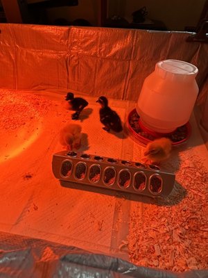 Family Pet & Garden Center